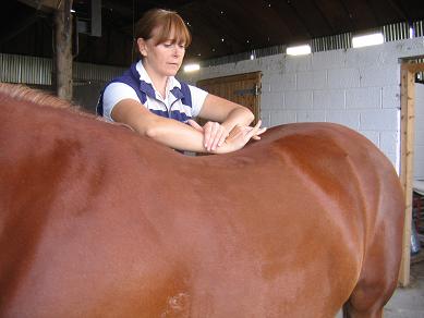 McTimoney Chiropractic for Horses